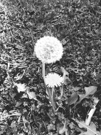 Close-up of dandelion flowers