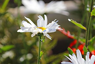 Close-up of white flowers blooming outdoors