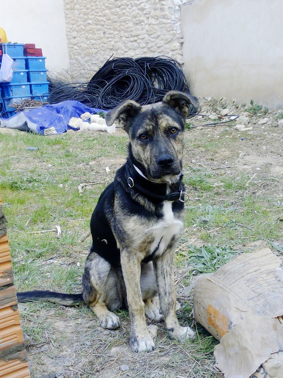 pets, domestic animals, mammal, animal themes, dog, one animal, portrait, looking at camera, black color, sitting, relaxation, no people, day, outdoors, pet collar, grass, close-up, standing, full length, animal head