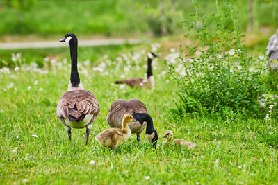 Canada geese on grassy field