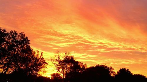 Silhouette of trees at sunset