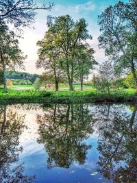 Reflection of trees in water