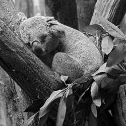 Close-up of lizard sleeping in zoo