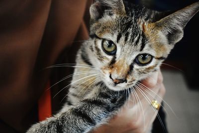 Close-up portrait of a cat