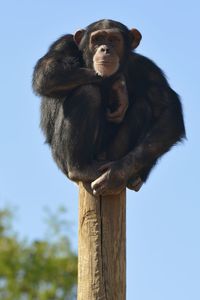 Portrait of chimpanzee on wooden post