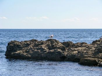 Photo of a seagull sitting on the rocks.