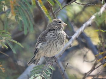 Close-up of bird perching on branch