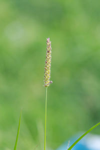 Close-up of flower bud