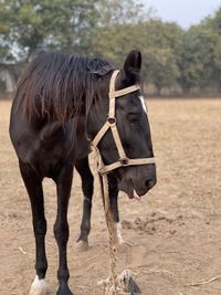 Horse standing in ranch