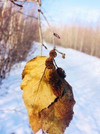 Close-up of dry leaves on tree during winter