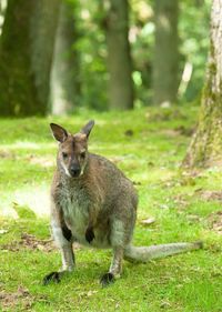 Portrait of kangaroo on field