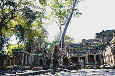 Trees in a temple against sky