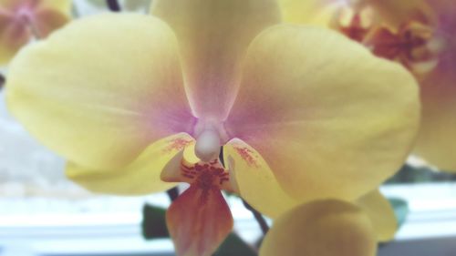 Close-up of orchid blooming outdoors