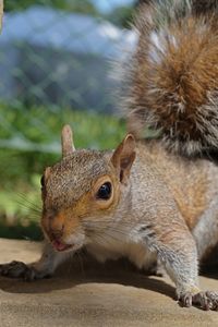 Close-up of squirrel