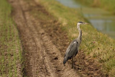 High angle view of gray heron on field