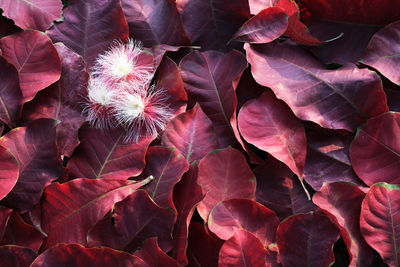 Full frame shot of red flowering plant