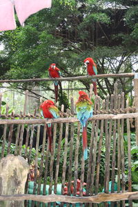 View of parrot perching on tree