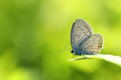 Close-up of butterfly