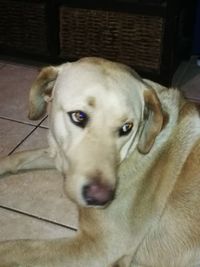 Close-up portrait of dog