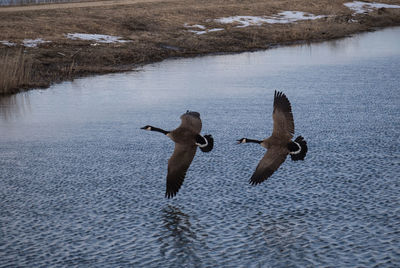 Ducks swimming in lake
