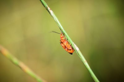 Close-up of damselfly on plant
