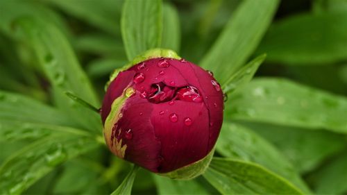 Close-up of wet red rose in rainy season