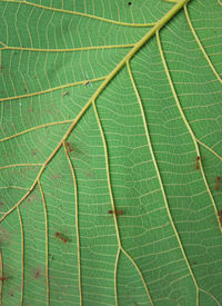 Full frame shot of leaf