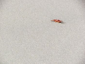 Close-up of crab on sand