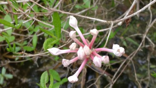 Close-up of flowers growing on tree
