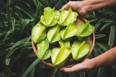 Cropped image of person holding green leaves
