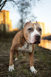 Portrait of dog on field
