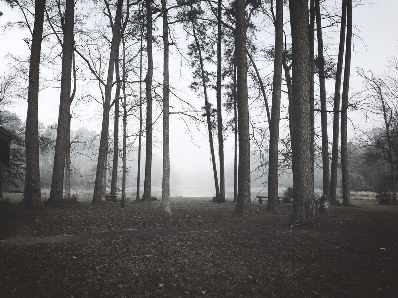 tree, tree trunk, tranquility, tranquil scene, bare tree, nature, forest, woodland, scenics, beauty in nature, growth, landscape, branch, sky, non-urban scene, fog, no people, outdoors, day, idyllic