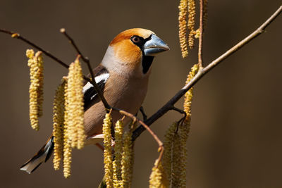 Close-up of bird perching on rope