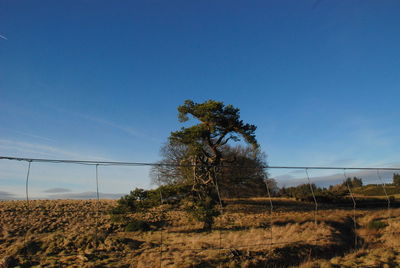 Trees on landscape against blue sky