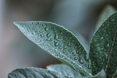 Close-up of raindrops on leaves