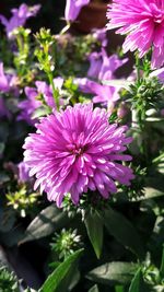 Close-up of pink flowers