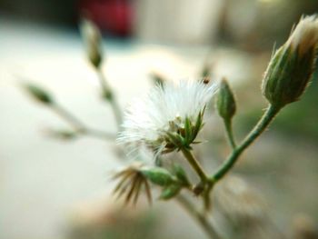 Close-up of flower blooming outdoors