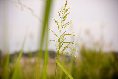 Close-up of stalks against blurred background