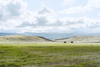 Scenic view of grassy field against sky