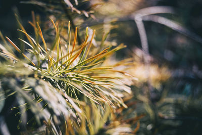 Close-up of sunlight falling on plant