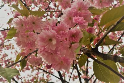 Close-up of pink flowers on tree