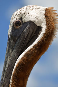 Close-up of a bird