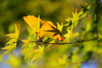 Close-up of leaves on tree trunk