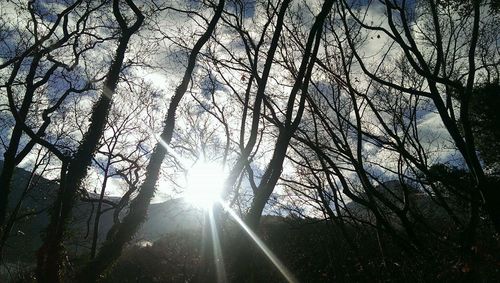 Low angle view of trees in forest against sky