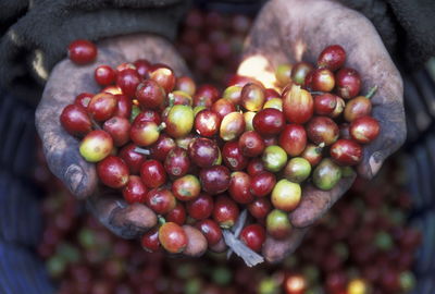 Cropped hand holding coffee crops