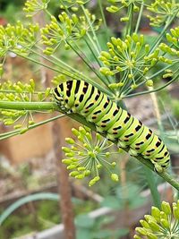 Caterpillar of the swallow tail butterfly on a dill plant in mid summer