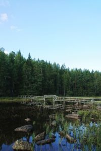 Trees in forest against clear sky