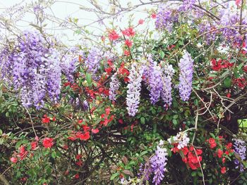 Purple flowers blooming on tree