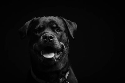 Close-up portrait of a dog over black background