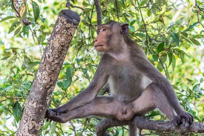 Crab-eating macaque